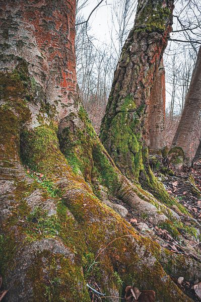 Racines d'un arbre à feuilles caduques recouvertes de mousse par Marcus Beckert