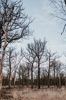 Duister bos | Arnheim, Niederlande (Holland)