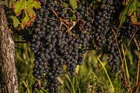 Trauben im Weinberg