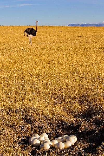 Strauß mit Eiern von Peter Michel