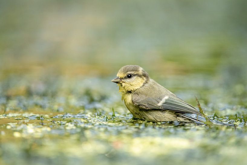 Kohlmeise im Bad von Gonnie van de Schans
