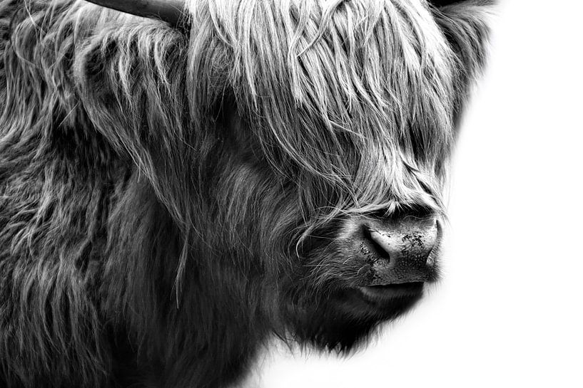 Scottish Highlands Cattle by Claudia Moeckel