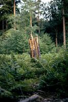 Gebrochener Baumstamm