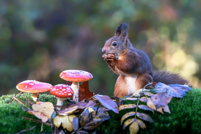 Squirrel in an autumn forest with mushrooms and leaves. by Albert Beukhof