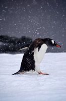 Gentoo-Pinte im Kampf mit den Elementen.