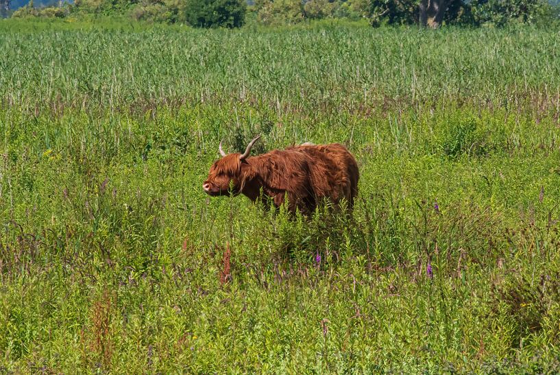 Le Highlander écossais sur Tiengemeten par Merijn Loch