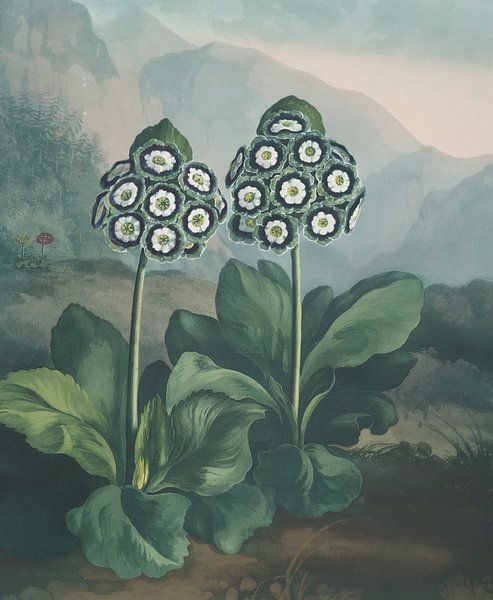 Eine Gruppe von Auriculas, Robert John Thornton von Meisterhafte Meister