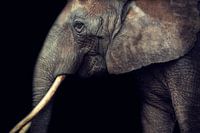 Elefant