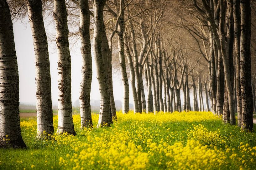 Frühling im Flevopolder, Niederlande. von Ron van der Stappen
