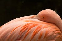 Flamingo nimmt sich einen Moment Zeit, um sich auszuruhen.