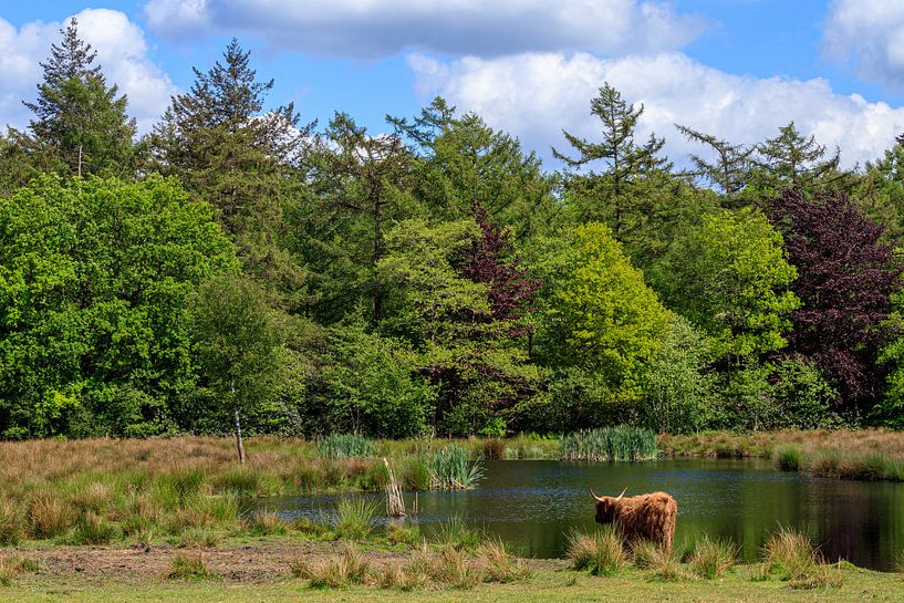 Scottish Highlander quenches his thirst by Anjo ten Kate