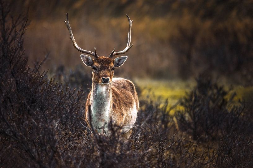 Approvisionnement en eau Dunes Cerf par Sebastiaan van Stam Fotografie