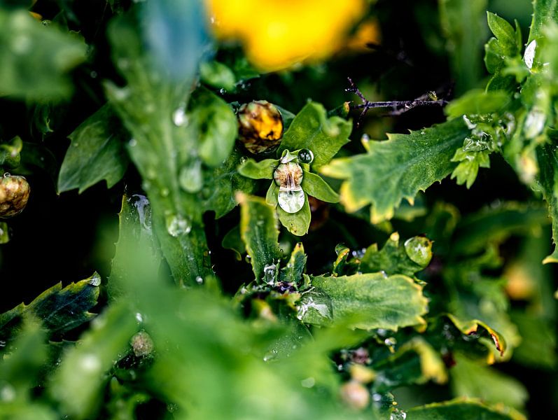 La pluie modifie l'apparence des plantes par Harald Schottner
