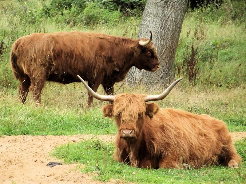 Twee schotse hooglanders. by Il se