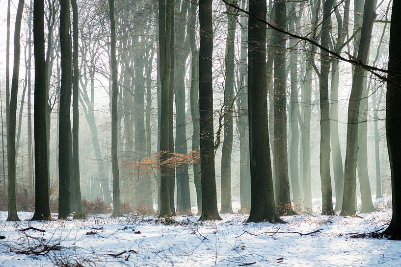 Forêt en hiver par Michel van Kooten