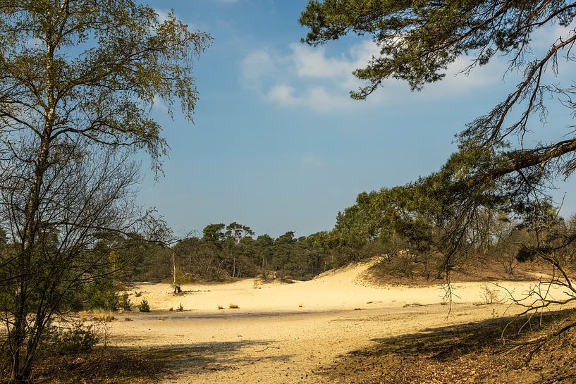 Drunen dunes near Giersbergen 1 by Carin IJpelaar