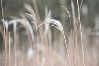 Schöne Grashalme mit hellen Farben