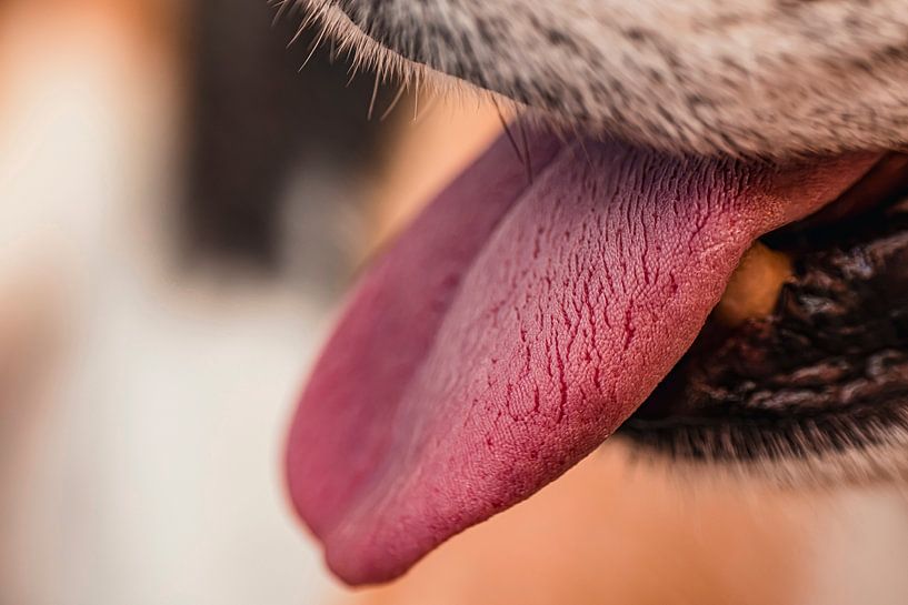 Long dog tongue in close up by Patrick Mertens aka Pat Probleme