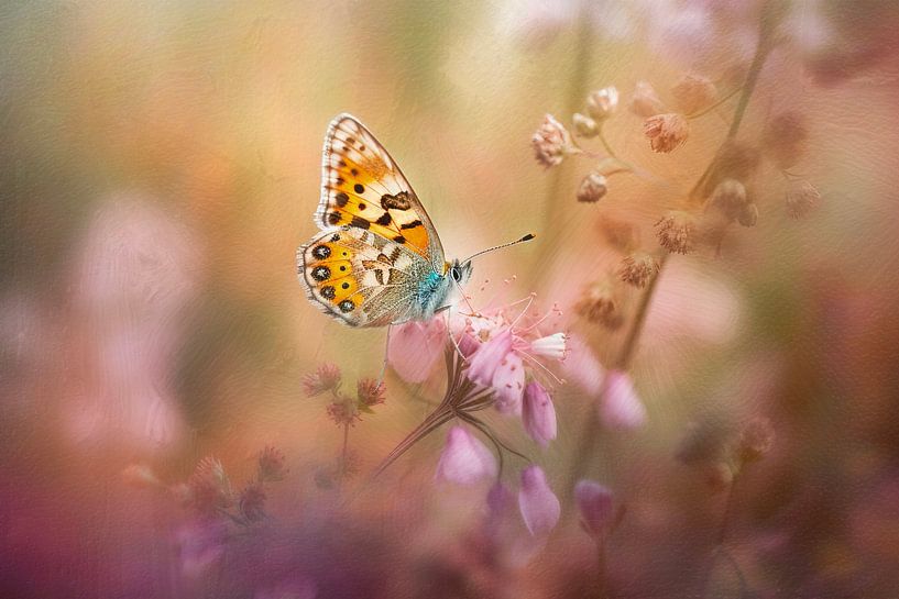 Butterfly on Soft Flowers – Dreamy Photo Art by Joriali photography and paintings