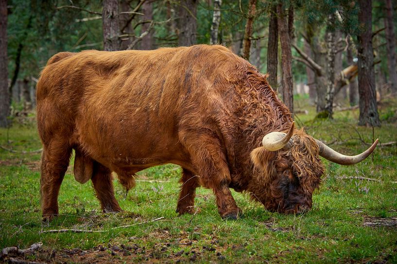 Grazing Scottish Highlander bull in nature reserve near Wezep by Jenco van Zalk
