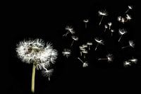 La pelote de pissenlit est emportée par le vent