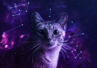 Galaxy Cute Cat