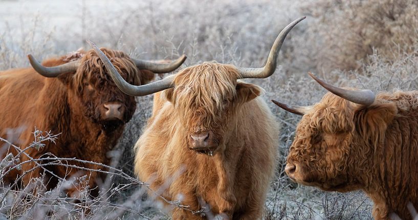 Scottish Highlanders by Karel Ton