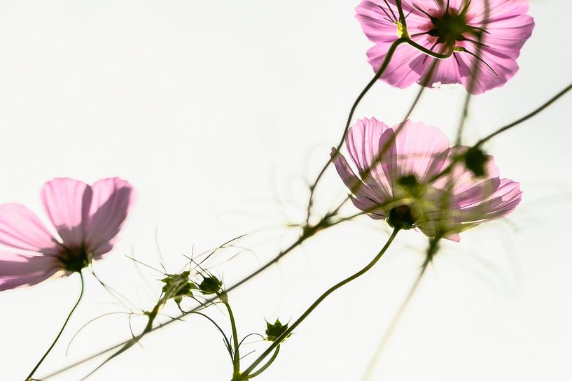 Fleurs par tim eshuis