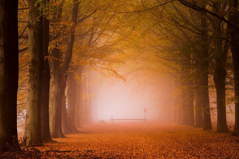 Into the forest. by Ton Drijfhamer