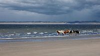 Cows on the beach at the Kwade Hoek near Goedereede