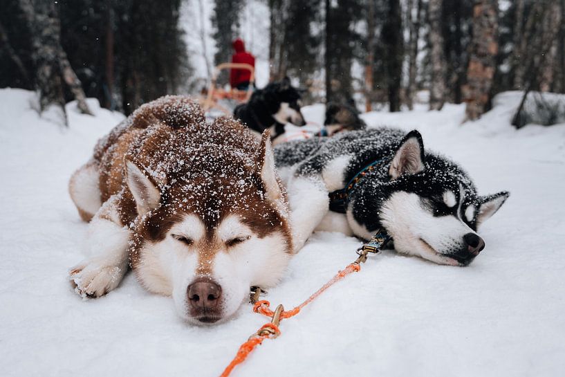 Husky Sled Dogs Sleeping In the Snow by fromkevin