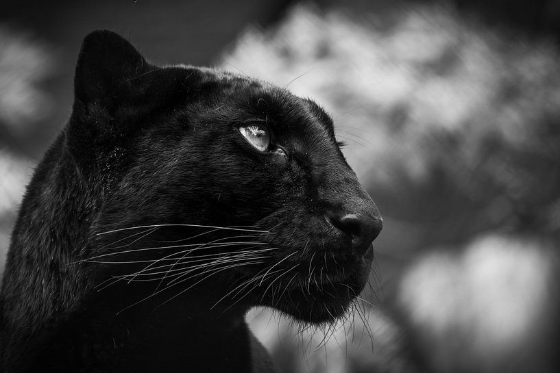 Black cat par RT Photography