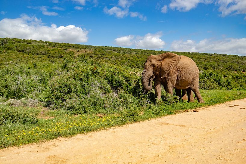 South Africa - Safaris, coastlines and vineyards by Patrick Fotografeert