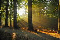 Bossen van Beetsterzwaag