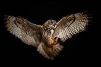 Aigle d'atterrissage Chouette