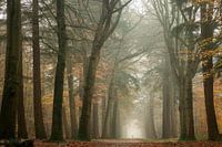 Le randonneur dans le brouillard forestier