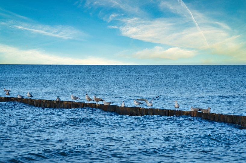 Des mouettes sur un épi au bord de la mer Baltique. par Martin Köbsch