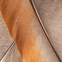 Vierkant met het lijnenspel van een veer