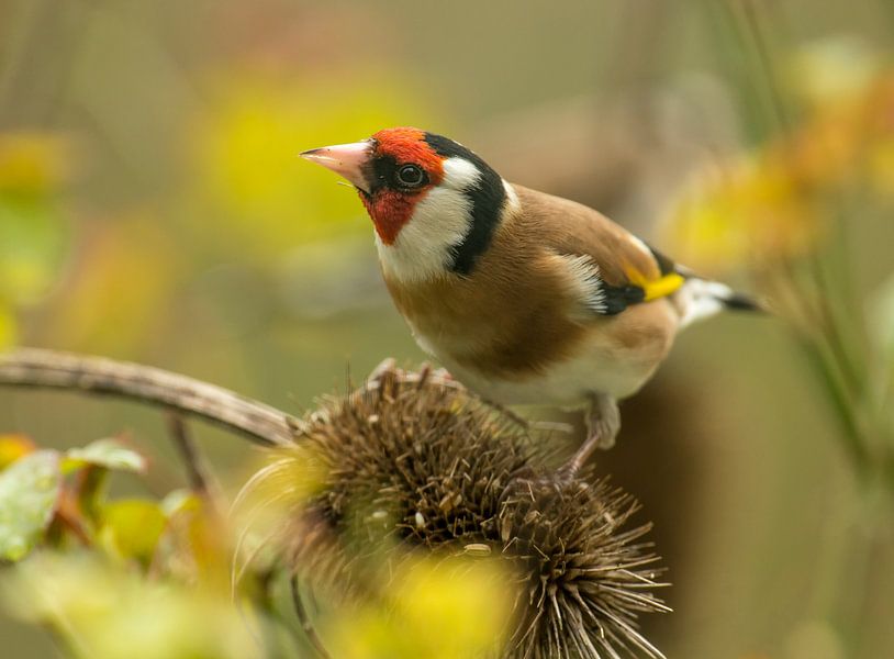 Stieglitz auf Narzisse von Harry Punter