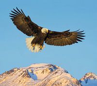 Weißkopfseeadler über den Bergen
