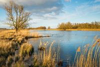 Brede kreek in de Biesbosch