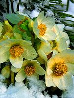 Christrosen im Schnee