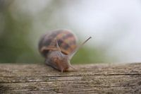 Snail on a rail