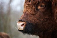 Porträt eines schottischen Highlanders