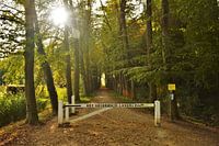 Het geldersch landschap