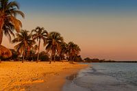 Palm trees in a golden glow