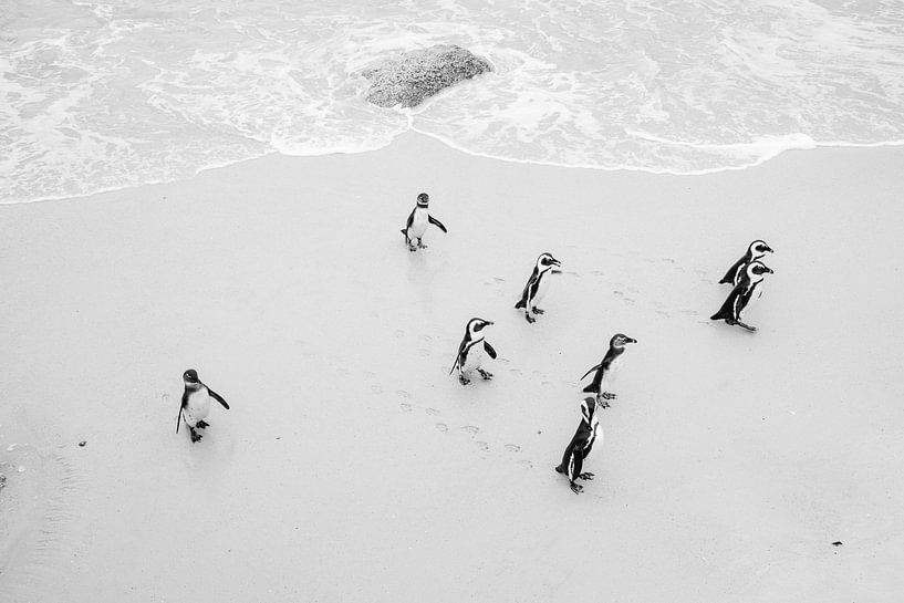 Pinguine am Boulders Beach in Schwarz und Weiß - Südafrika von Suzanne Spijkers