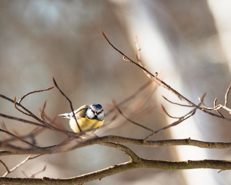 Blaumeise auf einem Ast in der Morgensonne von Max van Gils