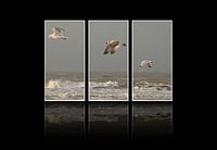 Drieluik meeuwen aan zee