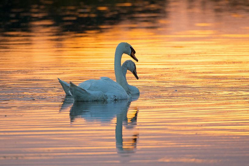 Cygnes tuberculés par Martin de Bock